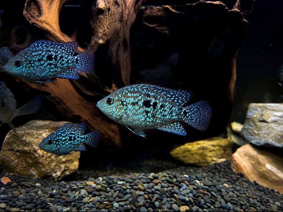 Pearlscale Cichlids: LARGE COLONY Bundle