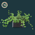 Aquarium Hanging Planter Basket