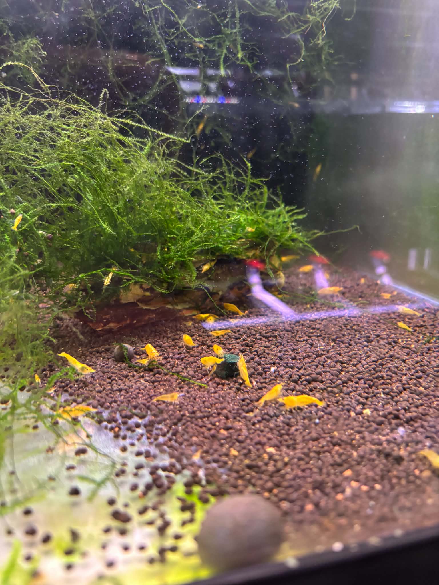 Yellow Cherry Shrimp