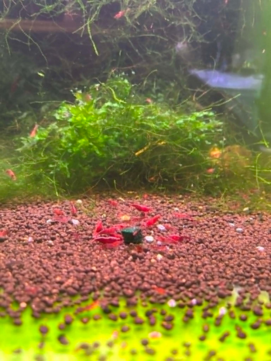 FSG Colour Shrimp Pack