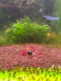 Bloody Mary Shrimp
