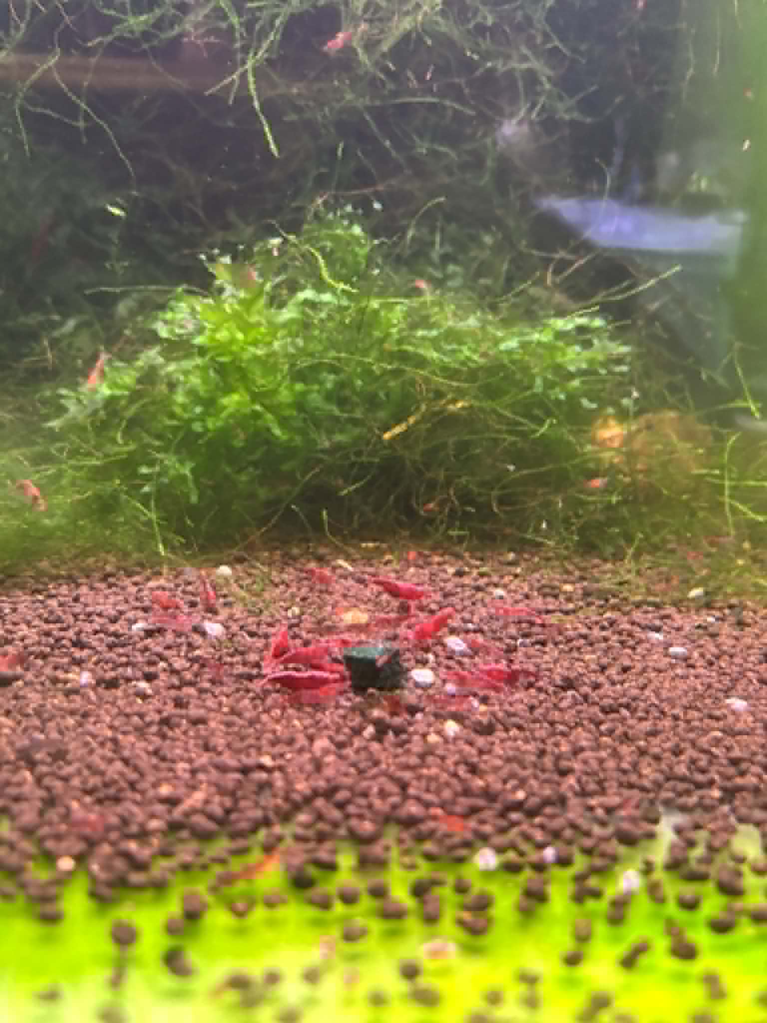 FSG Colour Shrimp Pack