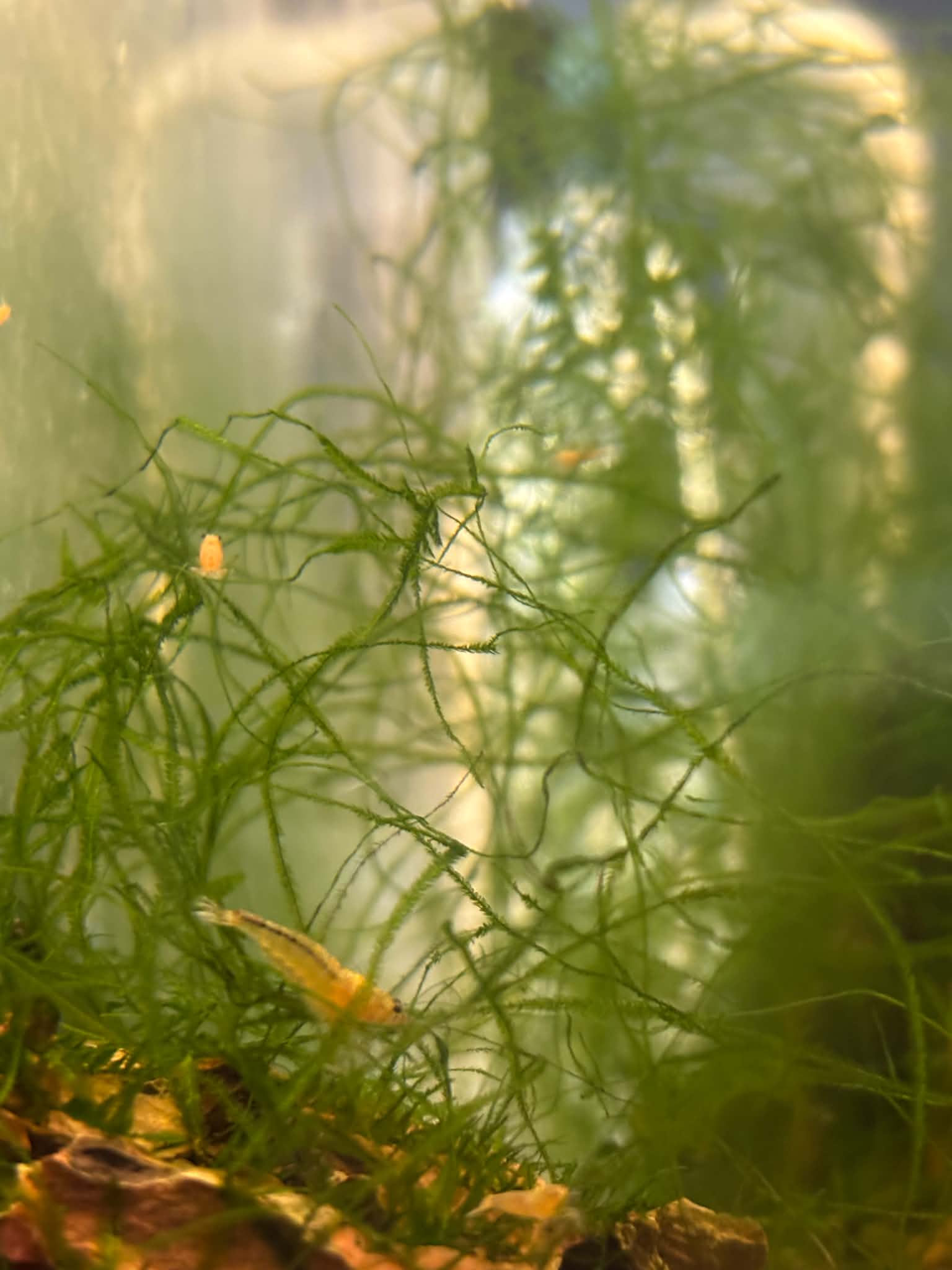 Snow White Shrimp