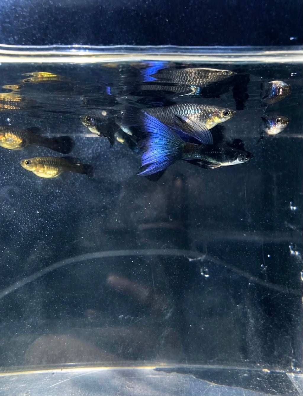 Blue Moscow Guppy Pairs