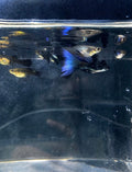 Blue Moscow Guppy Pairs