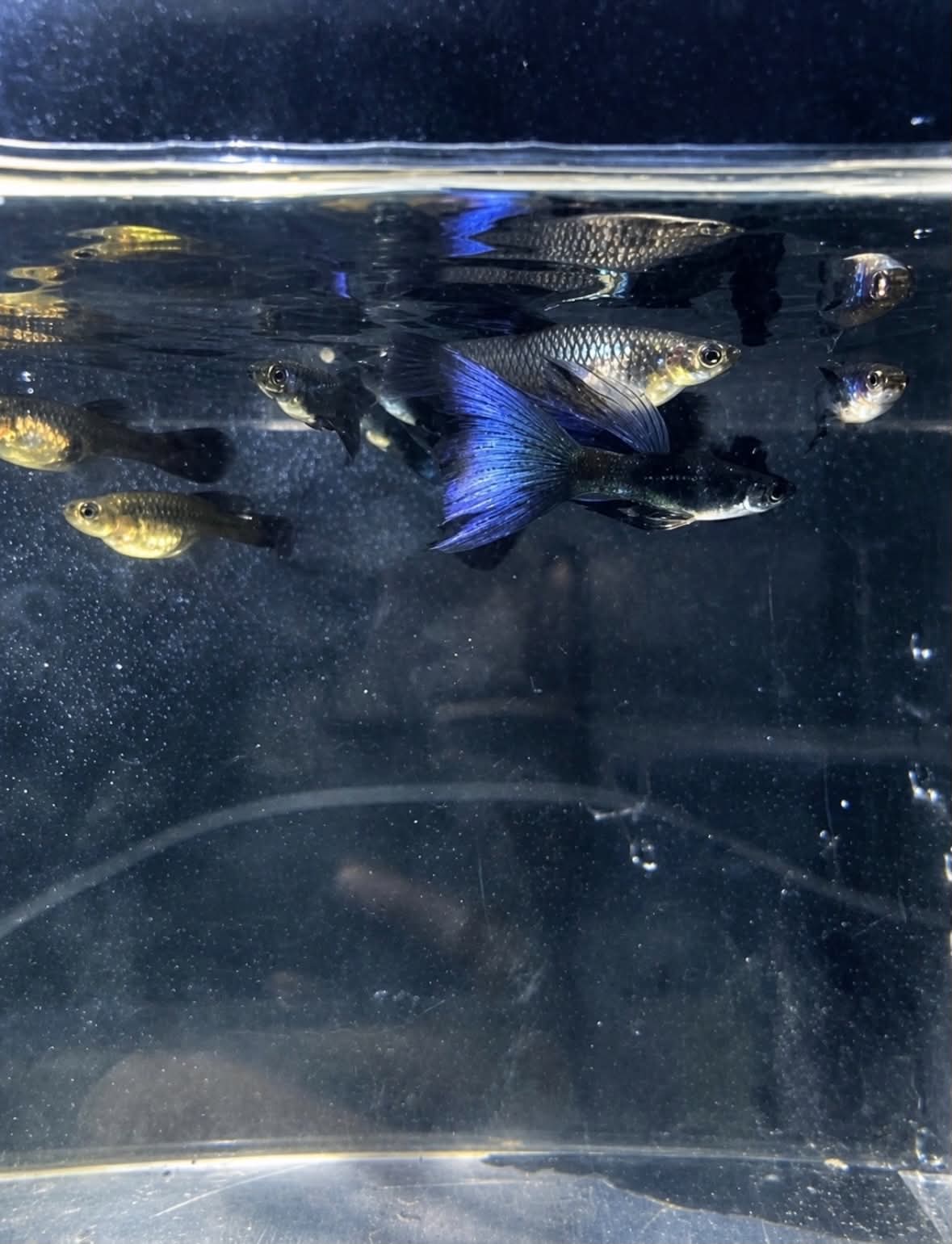 Blue Moscow Guppy Pairs