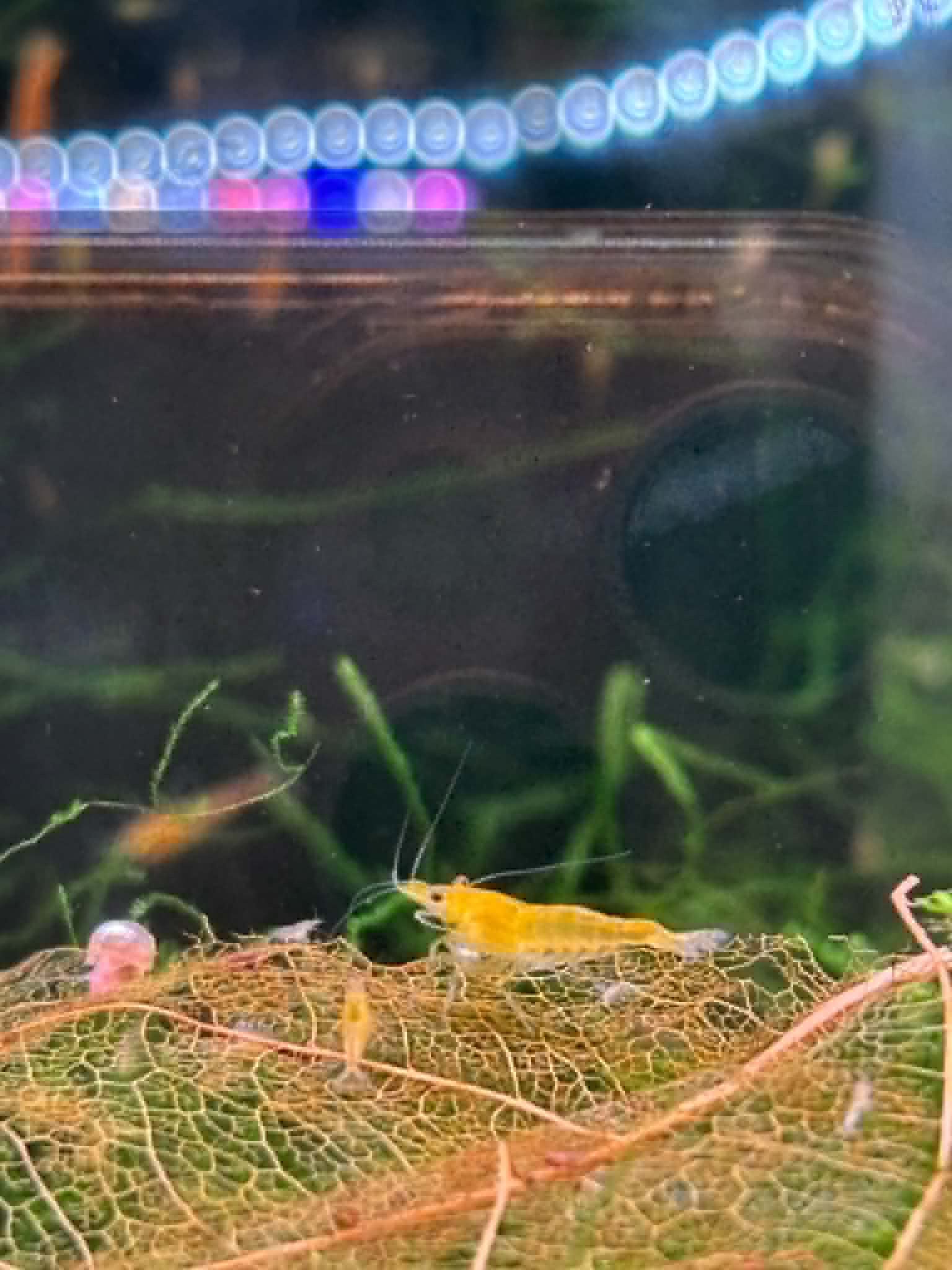 Sunkist Shrimp