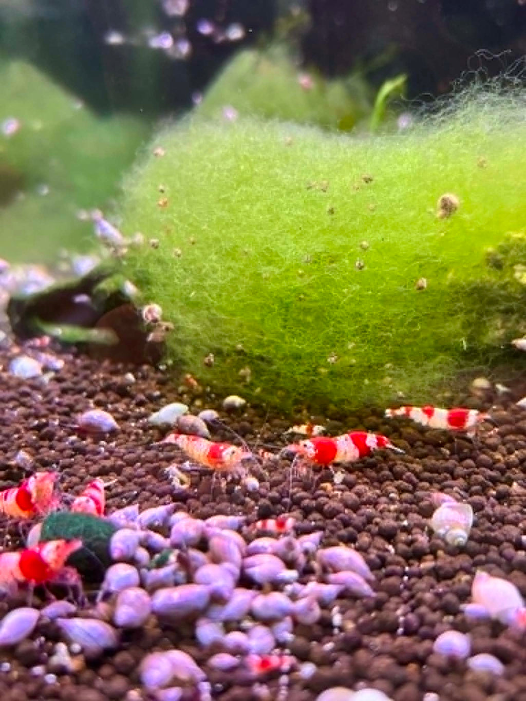Crystal Red Shrimp (COMING BACK SOON)