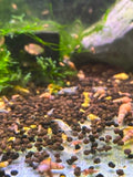 Snowball Shrimp (COMING BACK SOON)