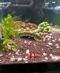 Crystal Red Shrimp (COMING BACK SOON)