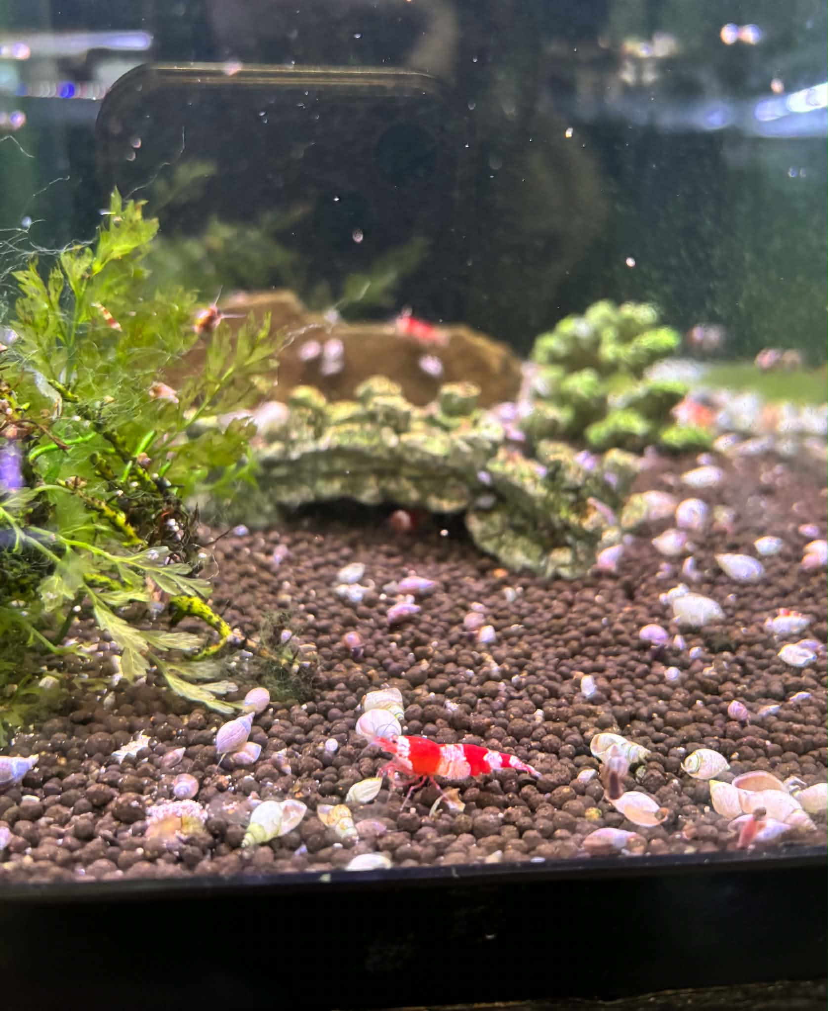 Crystal Red Shrimp (COMING BACK SOON)