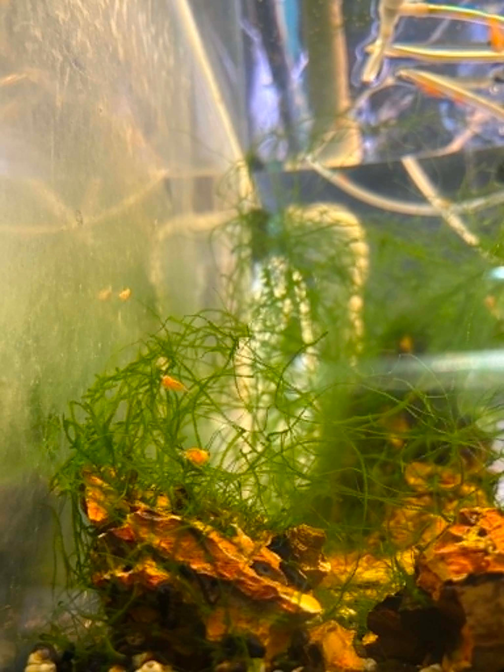 Snow White Shrimp