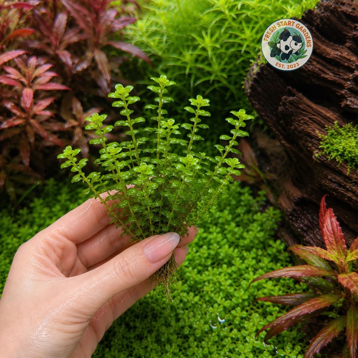 Bonsai Rotala - 7 Stem Pack