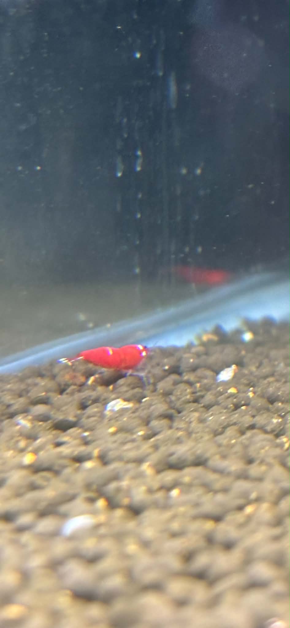 Super Crystal Red Shrimp