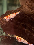 Fancy Red Tiger Shrimp