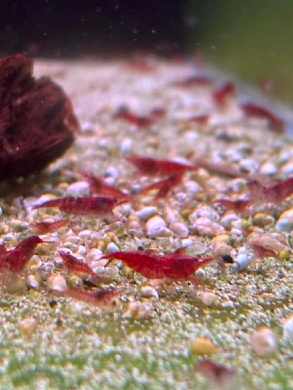 Bloody Mary Shrimp
