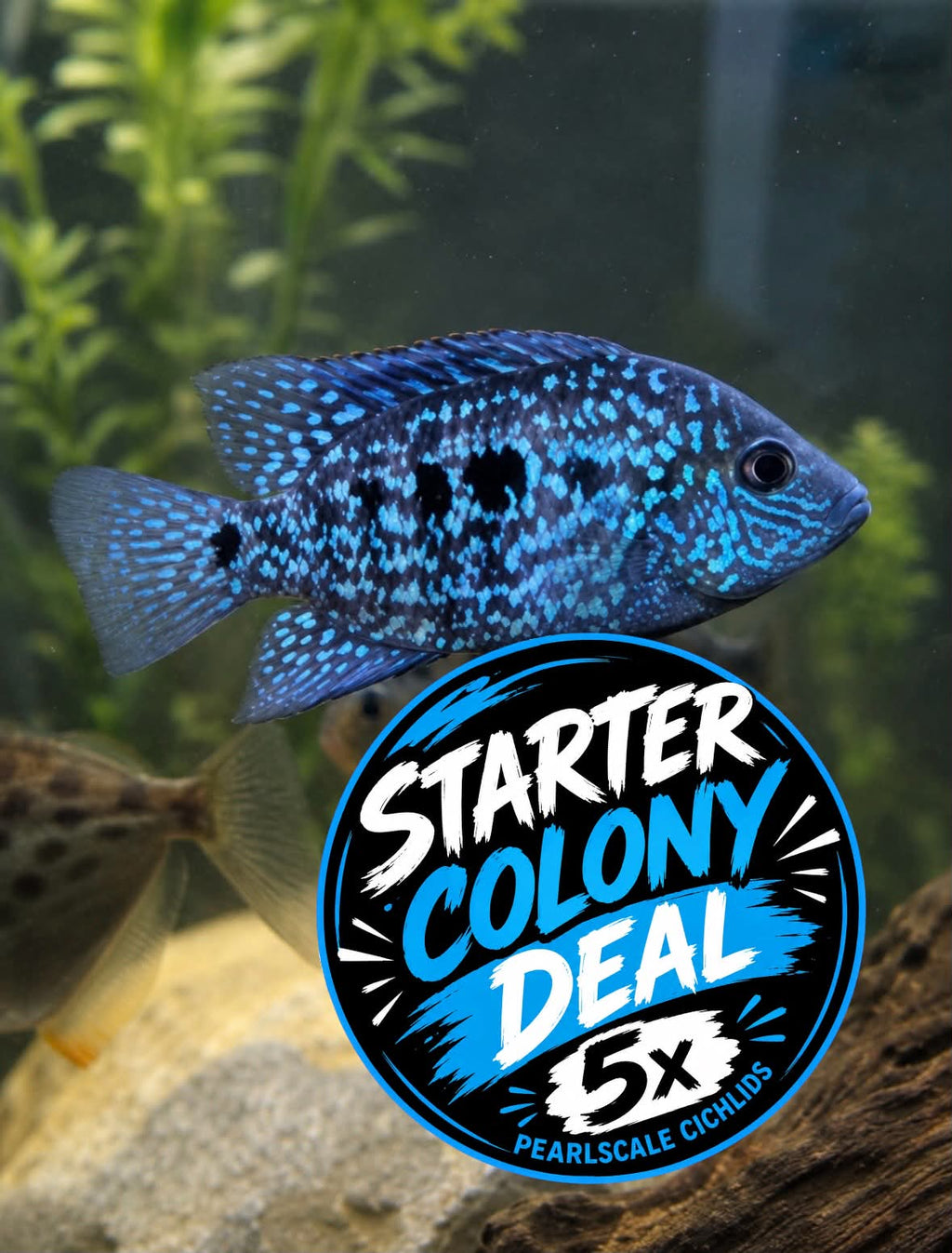 Pearlscale Cichlids: STARTER COLONY Bundle