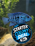 Pearlscale Cichlids: STARTER COLONY Bundle