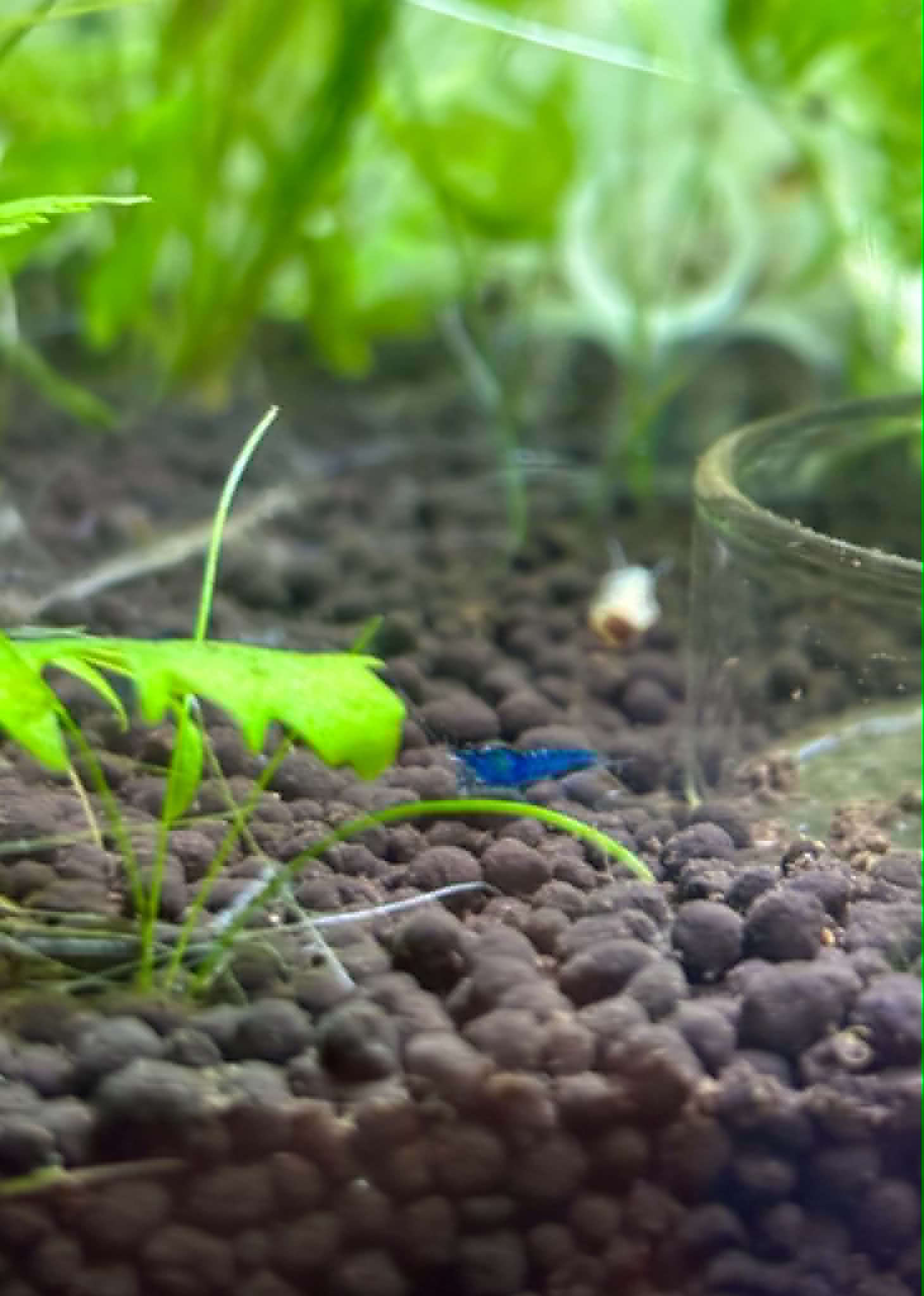 Blue Dream Shrimp