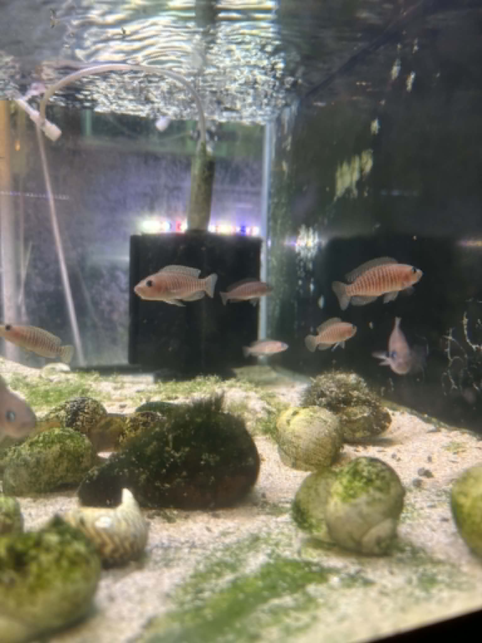 Multis Shell Dweller Cichlid