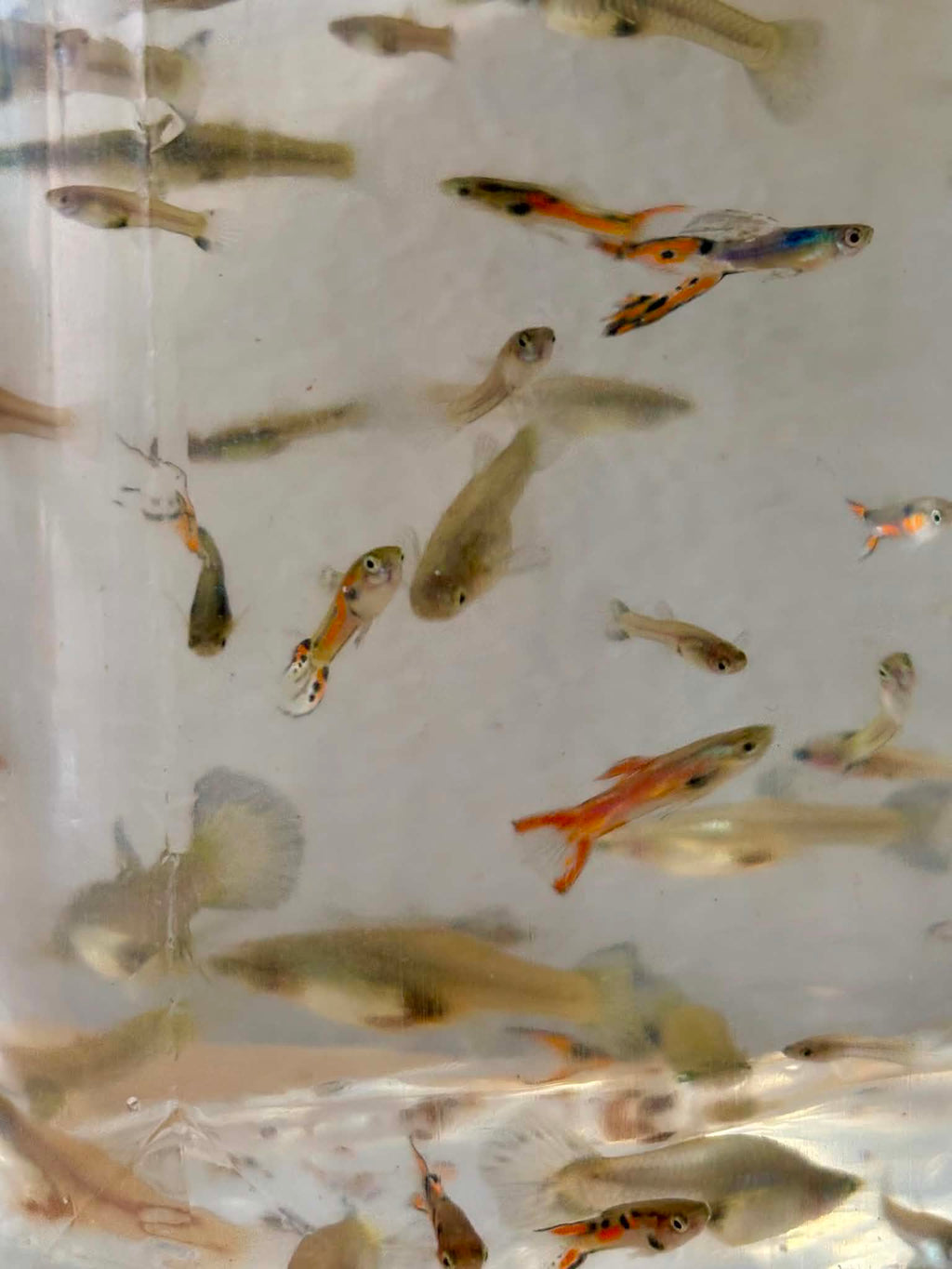 Assorted Mix Guppies