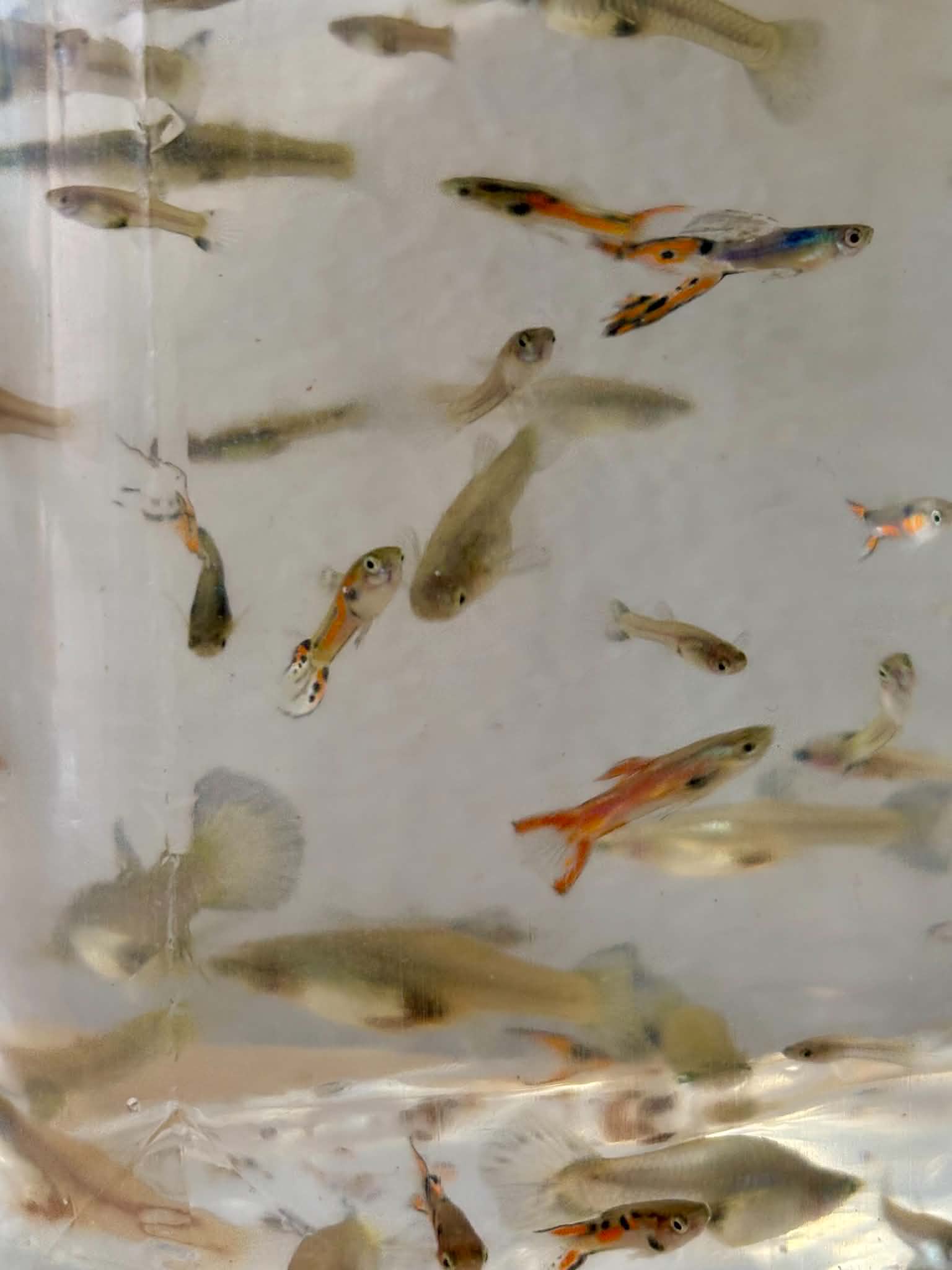 Assorted Mix Guppies