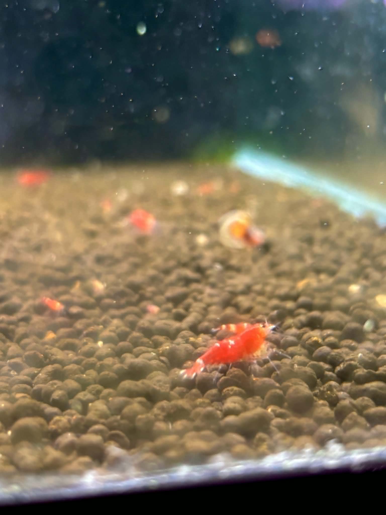 Super Crystal Red Shrimp
