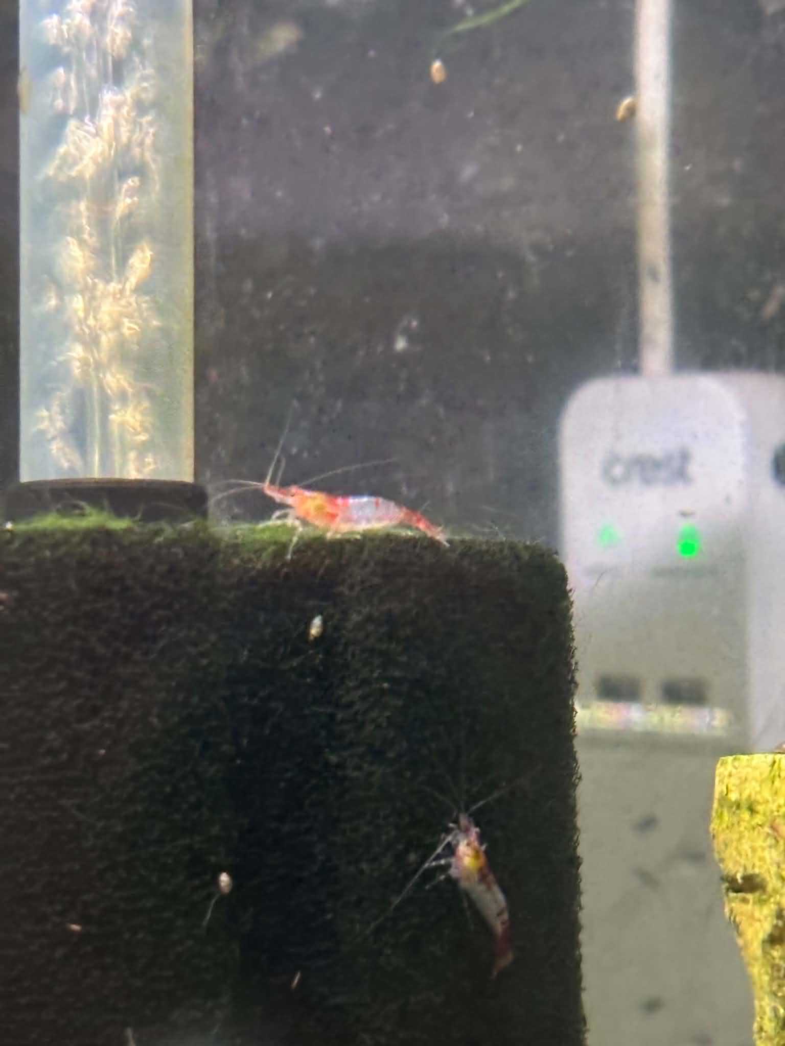 Red Rili Shrimp