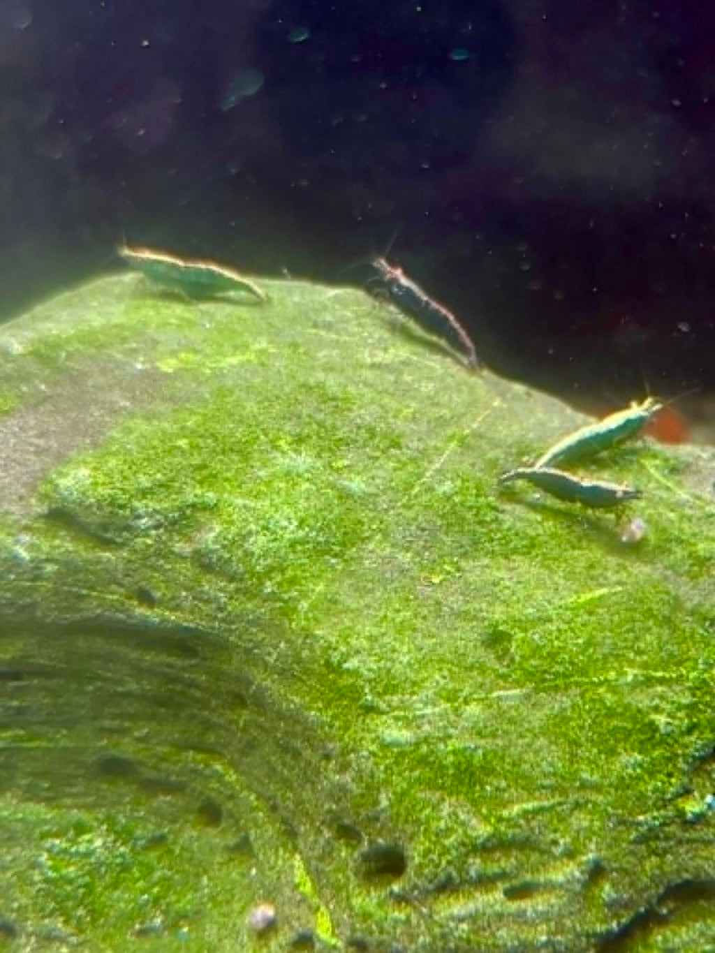 FSG Colour Shrimp Pack