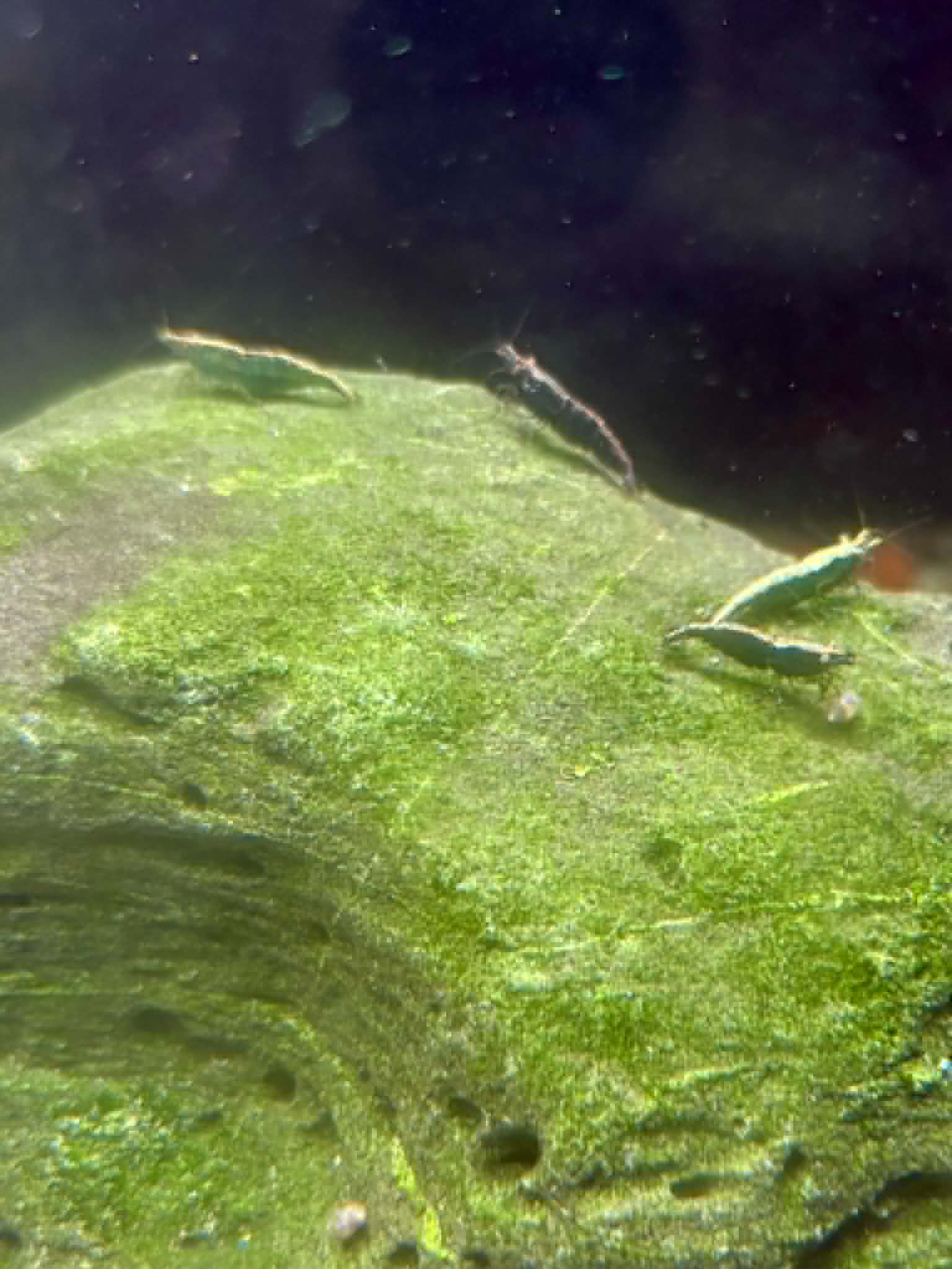 FSG Colour Shrimp Pack