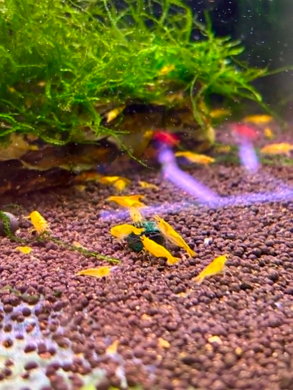 Yellow Cherry Shrimp
