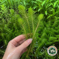 Upright Milfoil (COMING BACK SOON)