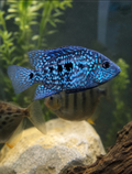 Pearlscale Cichlid (Texas Pearlscale)
